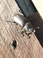 Lucanus cervus