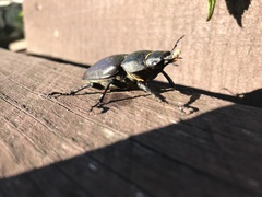 Lucanus cervus
