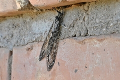 Vella