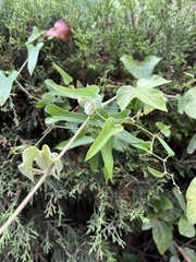 Smilax aspera