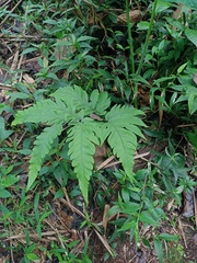 Tectaria melanocaulos