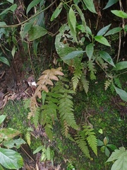 Sphaerostephanos appendiculatus