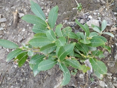 Salix appendiculata
