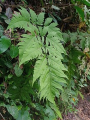 Tectaria melanocaulos