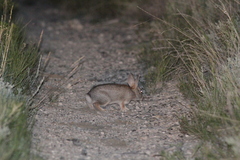 Sylvilagus nuttallii