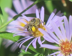 Melissodes microstictus