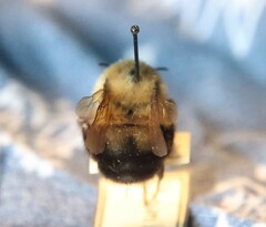 Bombus bimaculatus