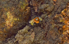 Melipona favosa