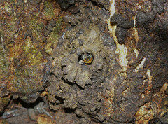 Melipona favosa