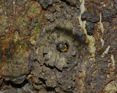 Melipona favosa