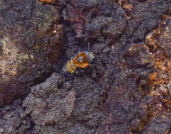 Melipona favosa