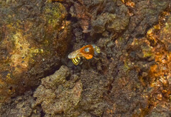 Melipona favosa