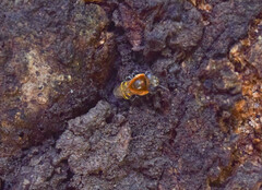 Melipona favosa