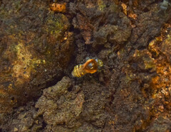 Melipona favosa