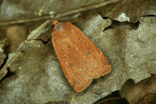 Lesser Yellow Underwing, photo 5 of 10