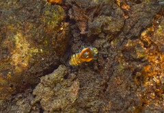 Melipona favosa