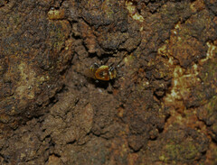 Melipona favosa