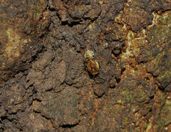 Melipona favosa