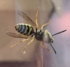 Vespula maculifrons