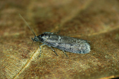 Laodamia faecella