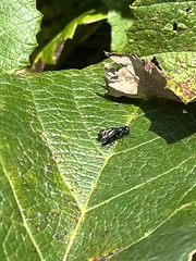 Tritoxa