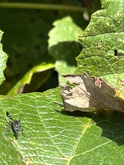 Tritoxa