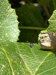 Tritoxa