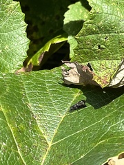 Tritoxa