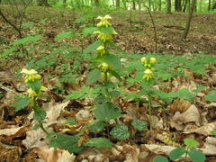 Lamium galeobdolon galeobdolon
