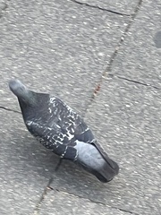 Columba livia domestica