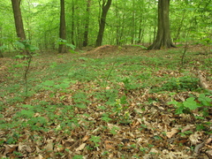 Lamium galeobdolon galeobdolon