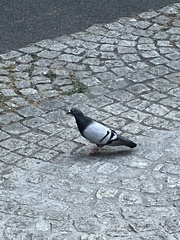 Columba livia domestica