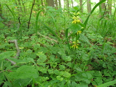 Lamium galeobdolon galeobdolon