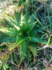 Eryngium serra