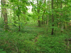 Lamium galeobdolon galeobdolon