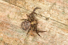 Xysticus audax