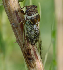 Diceroprocta marevagans