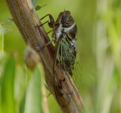 Diceroprocta marevagans