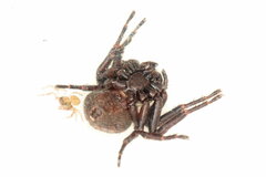Xysticus luctuosus