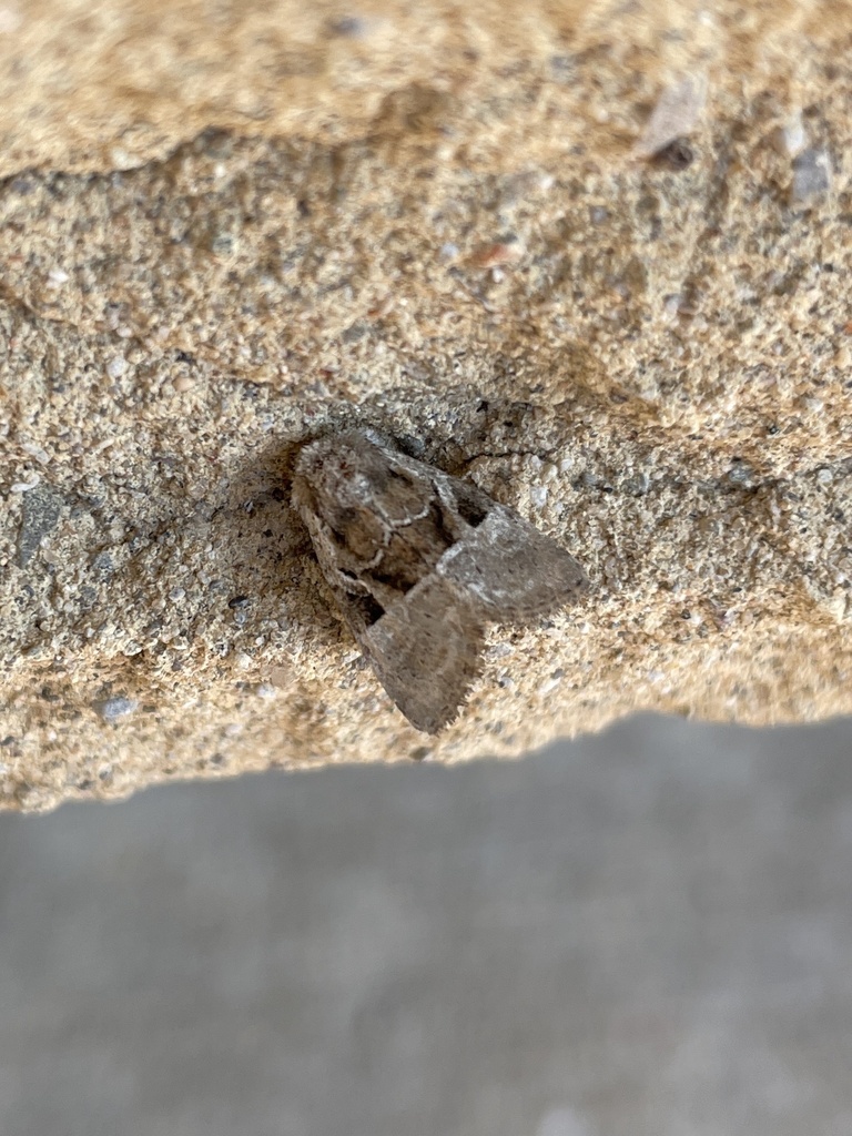Multicolored Sedgeminer Moth