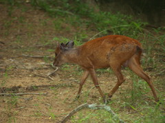 Cephalophorus natalensis natalensis