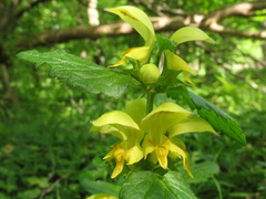 Lamium galeobdolon galeobdolon