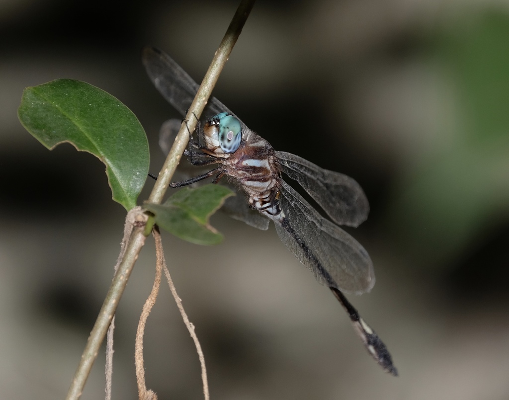 Pale-faced Clubskimmer