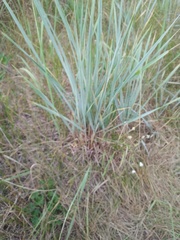 Leymus racemosus