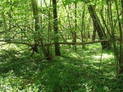 Lamium galeobdolon galeobdolon