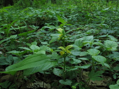 Lamium galeobdolon galeobdolon