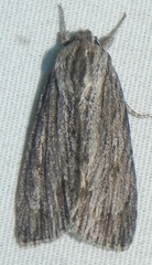 Acronicta lithospila