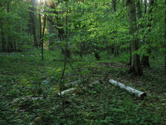 Lamium galeobdolon galeobdolon