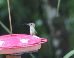 Heliodoxa leadbeateri