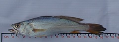 Cynoscion reticulatus